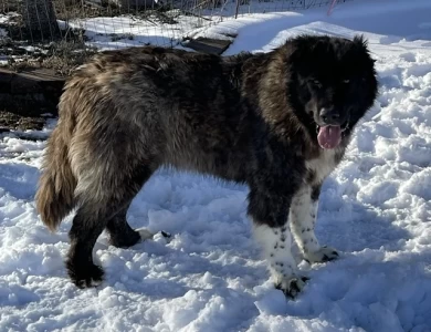 Fidjy Caucasian Shepherd