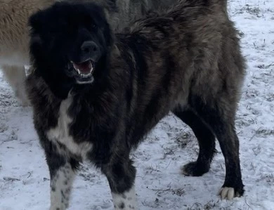 Fidjy Caucasian Shepherd