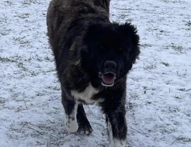 Fidjy Caucasian Shepherd