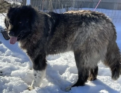 Fidjy Caucasian Shepherd