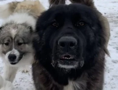 Fidjy Caucasian Shepherd