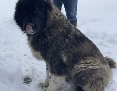 Fidjy Caucasian Shepherd