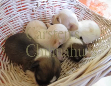 Carsten's Chihuahuas 