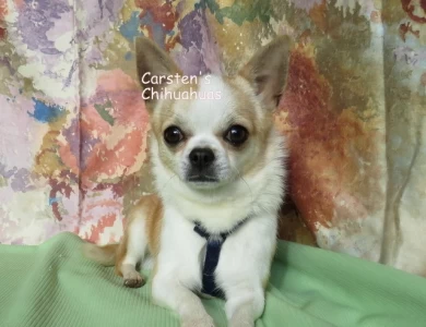 Macon Chihuahua