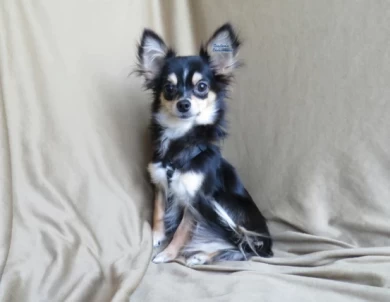 Vernie Chihuahua