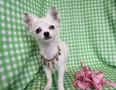 Pearl Chihuahua