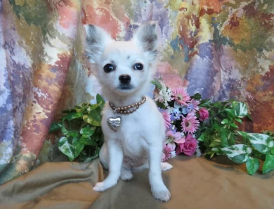 Pearl Chihuahua
