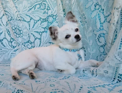 Pearl Chihuahua