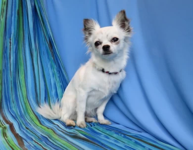 Pearl Chihuahua