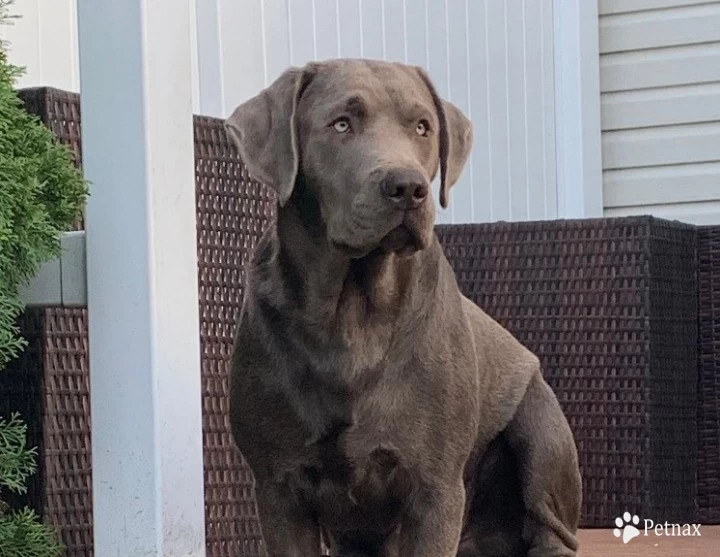 Spike the Vampire Labrador Retriever