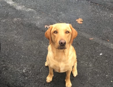 Buffy the Vampire Slayer Labrador Retriever