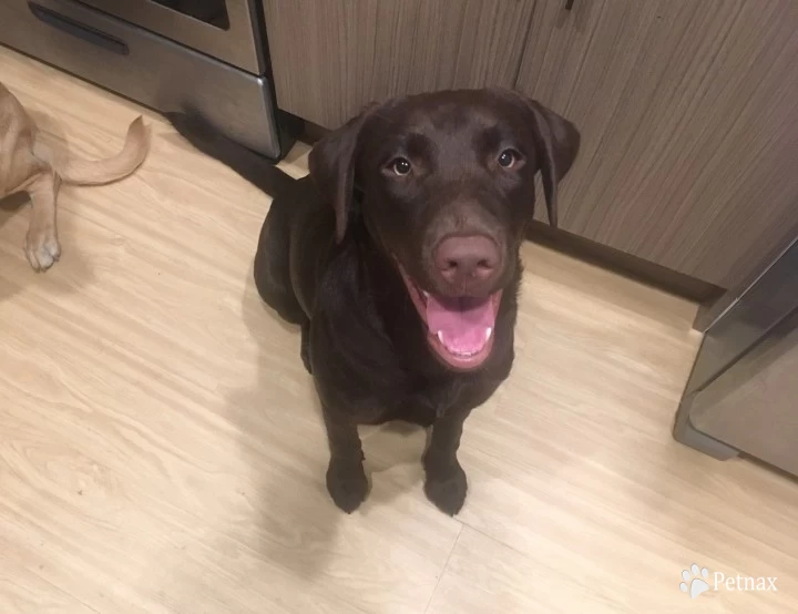 Cordelia the Cheerleader Labrador Retriever