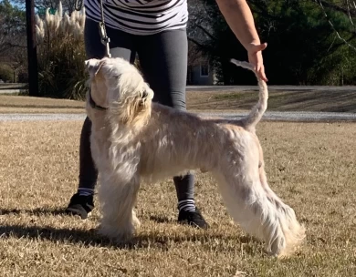 Serenity Valley’s Luck O The Irish Soft Coated Wheaten Terrier
