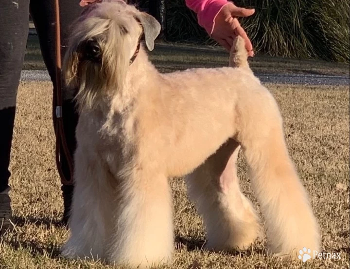 Macey Soft Coated Wheaten Terrier