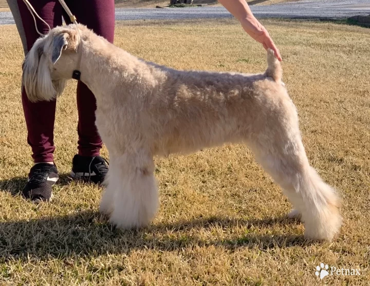 Millie Soft Coated Wheaten Terrier