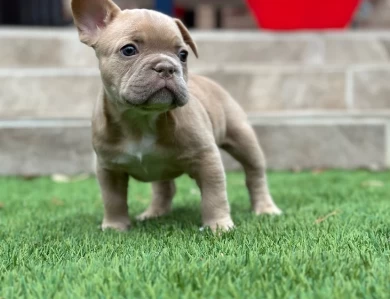 French Bulldog
