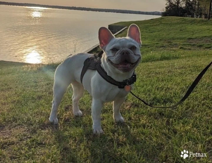 Fire Frenchies Sugar  French Bulldog