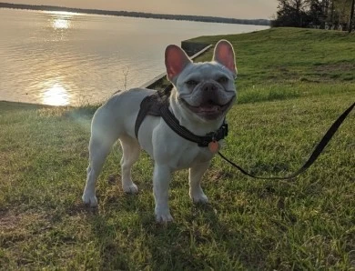 Fire Frenchies Sugar  French Bulldog