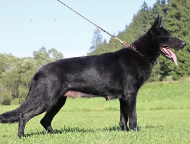 Cera spod Šípskej Fatry KKL1 German Shepherd