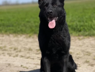 Cera spod Šípskej Fatry KKL1 German Shepherd