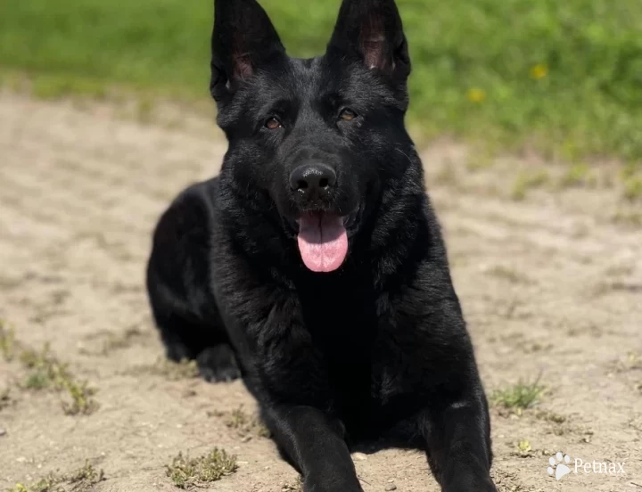 Cera spod Šípskej Fatry KKL1 German Shepherd