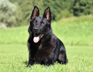 Cera spod Šípskej Fatry KKL1 German Shepherd