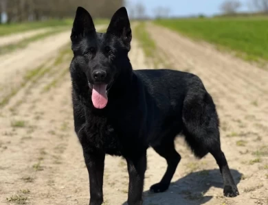 Cera spod Šípskej Fatry KKL1 German Shepherd