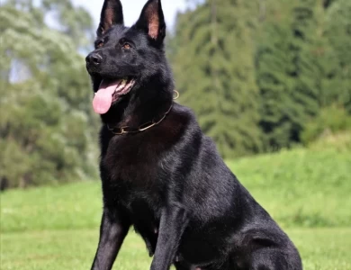 Cera spod Šípskej Fatry KKL1 German Shepherd