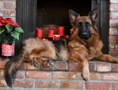 National Champion Hannah vom Tiltonhaus German Shepherd