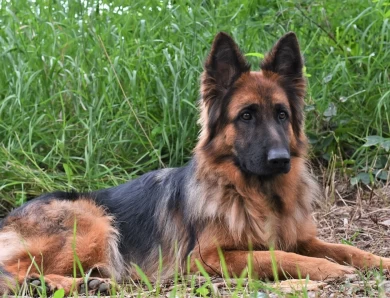 National Champion Hannah vom Tiltonhaus German Shepherd