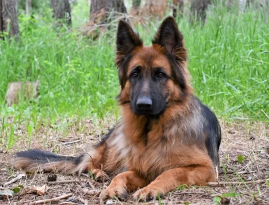 National Champion Hannah vom Tiltonhaus German Shepherd