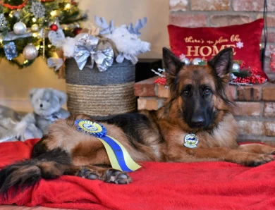 National Champion Hannah vom Tiltonhaus German Shepherd