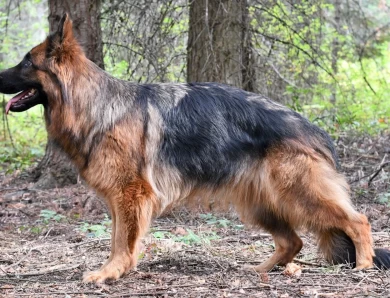 National Champion Hannah vom Tiltonhaus German Shepherd