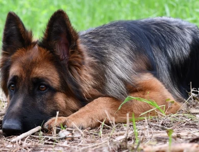 National Champion Hannah vom Tiltonhaus German Shepherd