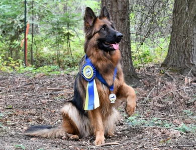 National Champion Hannah vom Tiltonhaus German Shepherd