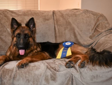 National Champion Hannah vom Tiltonhaus German Shepherd