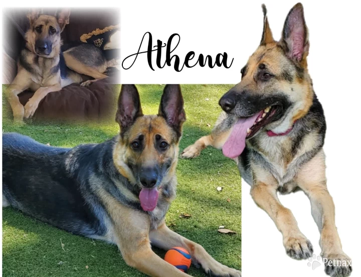 Athena German Shepherd