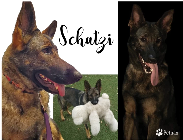 Schatzi German Shepherd