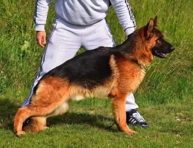 Medoks de la Madonina  German Shepherd