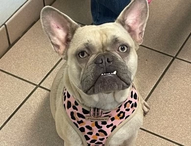 Stella French Bulldog