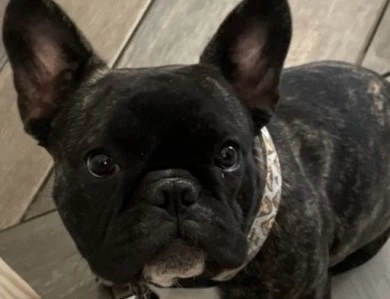 Bear French Bulldog