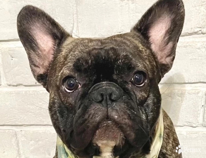 Bear French Bulldog