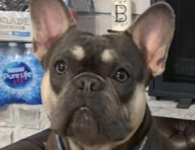 Stitch French Bulldog