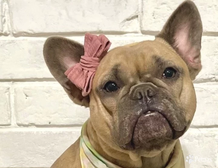 Blanche French Bulldog