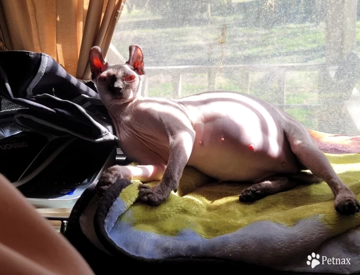 Minxy Sphynx