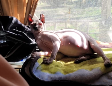 Minxy
