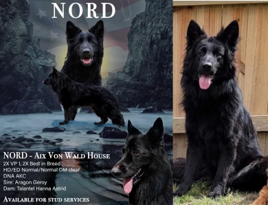 Nord German Shepherd