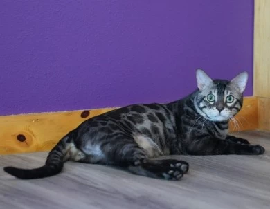 Galaxy Bengal