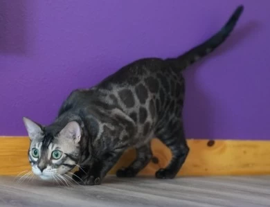 Galaxy Bengal