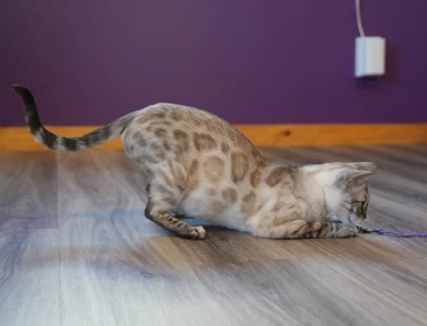 Eclypse Bengal